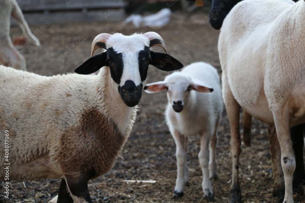 peasants who raise livestock for meat and milk. peasants who raise livestock for meat and milk.