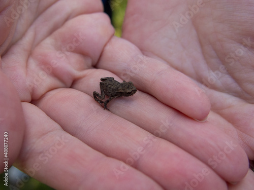 Photo of small green frog sitting on a hand. Young frog on a palm. Little green frog in hands, with river bank in background. Fauna photo. Amphibian photo. Animal care concept. Environment protection