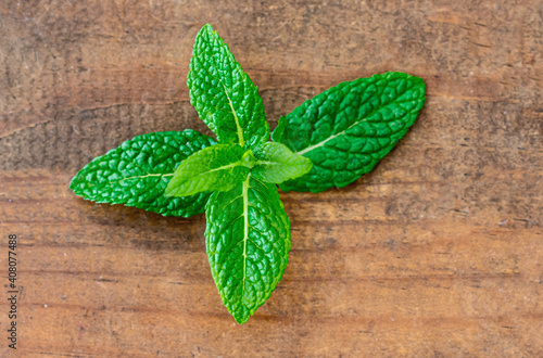 Organic Mint herb on wooden  background. Fresh Peppermint leaves with  copy space. Top view..