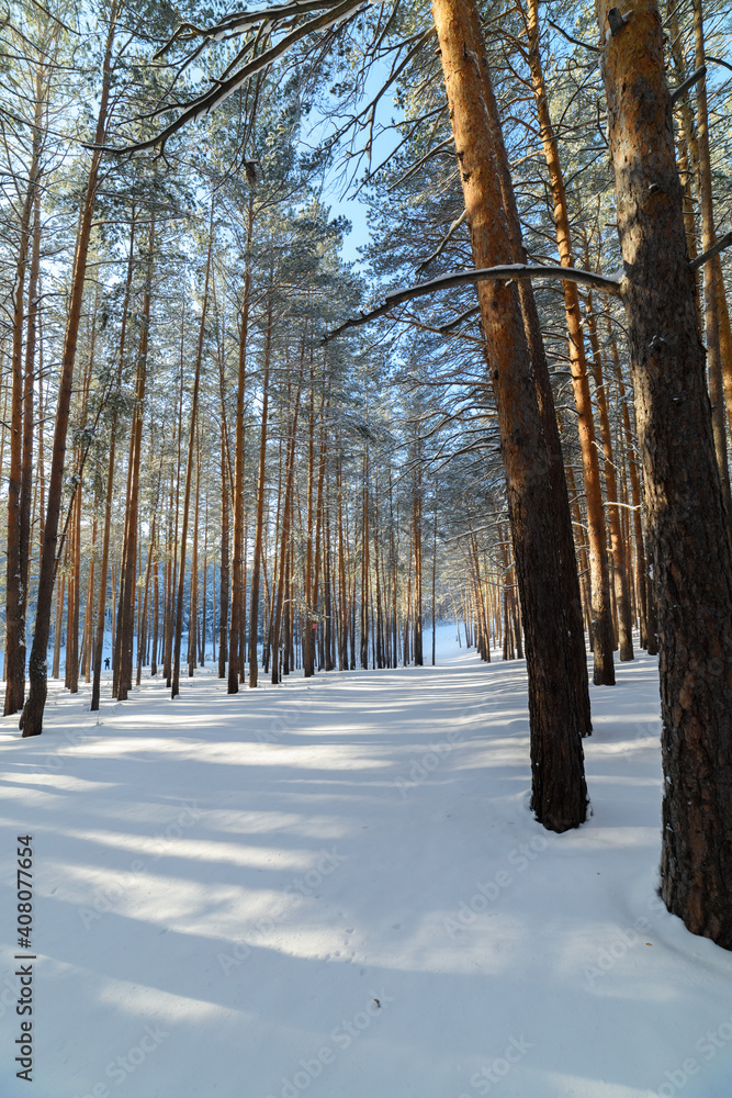 Fototapeta premium Winter landscape. Snow-covered pine forest on a sunny day