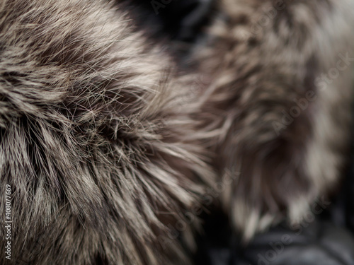 fur background/ grey fur background, natural/ fur background