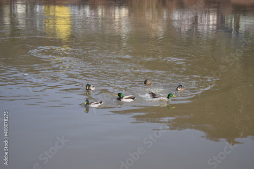 Enten im Hochwasser photo