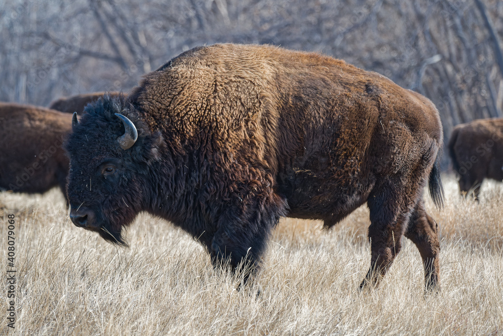 American Bison on the High Plains of Colorado. Bull Buffalo in a field of grass. American Bison on the High Plains of Colorado. Bull Buffalo in a field of grass.