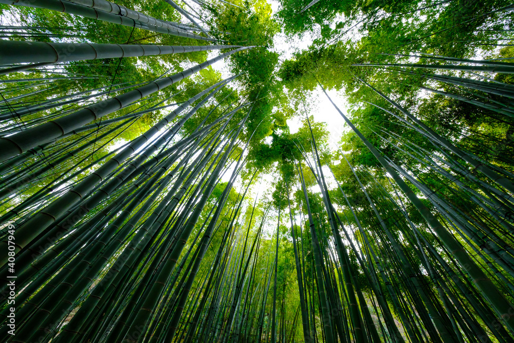 竹林
Bamboo forest