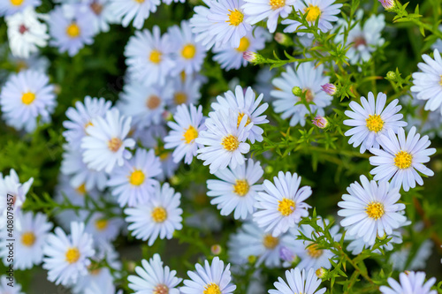 Flora in Montenegro. Bloom plant. White daisies