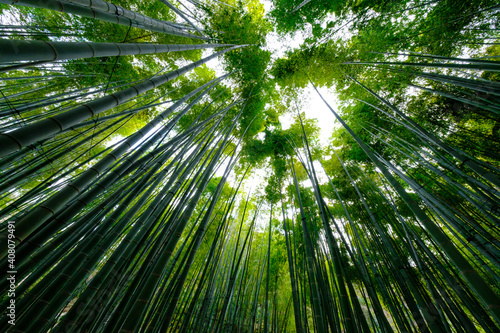 竹林 Bamboo forest