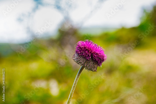 Close up of the Jurinea mollis flower photo