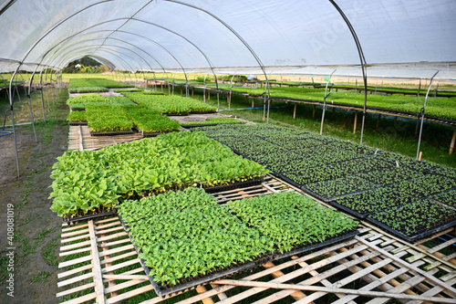 Farmland of organic vegetable in greenhouse, Thailand.