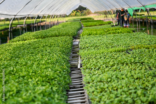 Farmland of organic vegetable in greenhouse. 