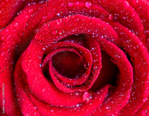 Macro of dew and red rose from top view.