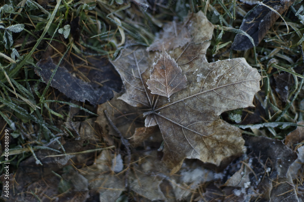 Frozen leaves, winter