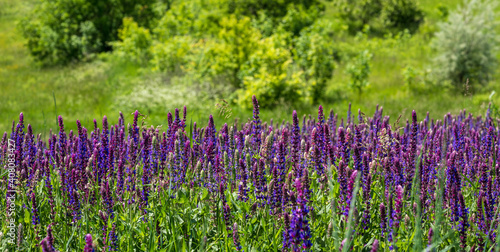 Summer blossoming wild purple Salvia  flowers  known as meadow clary or meadow sage  background