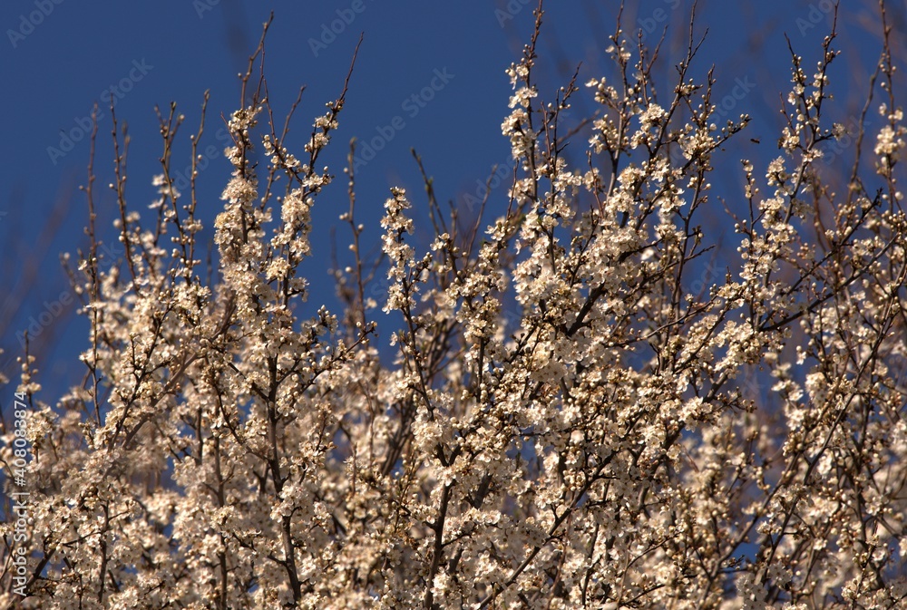 Blooming tree with white flowers in fullyspring Blooming tree with white flowers in fullyspring