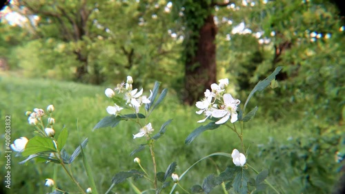 Delicate flowers of the blackberry plant sway on their stems in a spring breeze