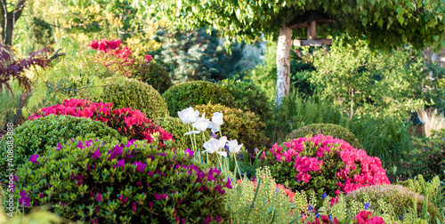 Fototapeta Naklejka Na Ścianę i Meble -  Bukszpan i azalia w wiosennym ogrodzie. Kwitnące rośliny na rabacie z przyciętą płaczącą brzozą
