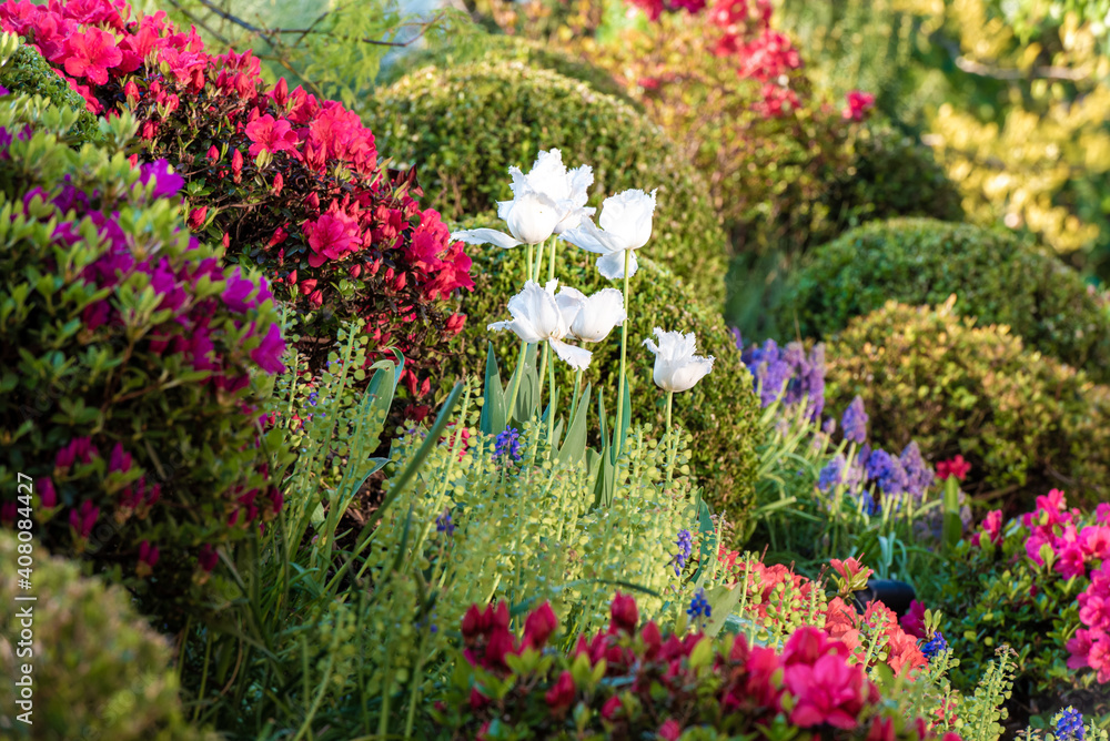 Obraz premium Curved path through banks of Azeleas and under dogwood trees with tulips under a blue sky - Beauty in nature 