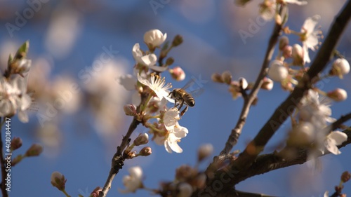 Honey bee landing on blooming cherry tree at spring
