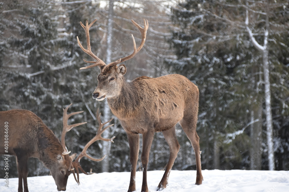 Hirsch im Winter Hirsch im Winter
