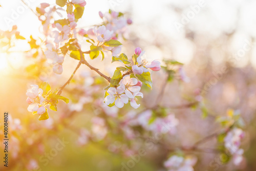 pink and white apple flowers in sunlight outdoor