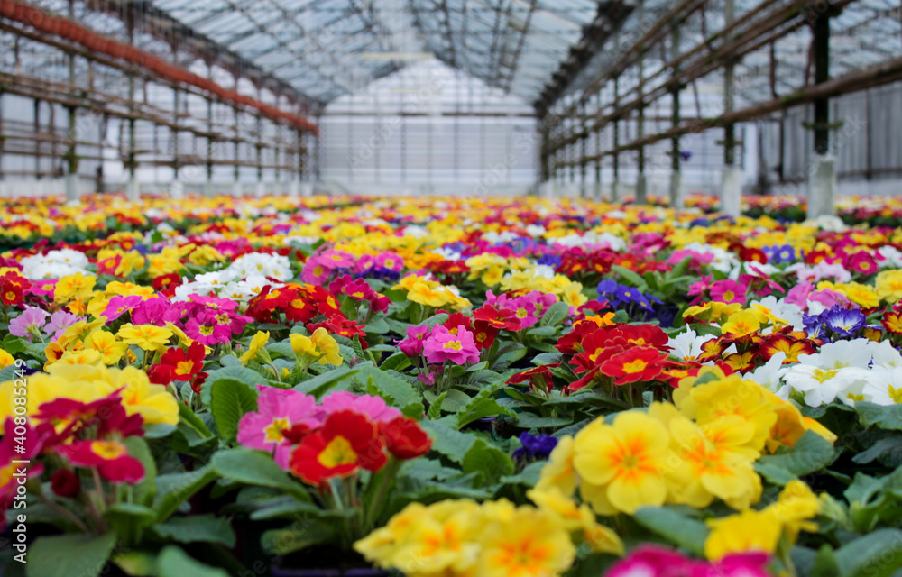 A carpet of many multi-colored primrose flowers, also known as cowslip, grown in a greenhouse. Selective focus