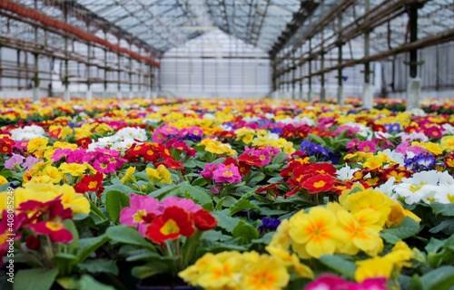 A carpet of many multi-colored primrose flowers  also known as cowslip  grown in a greenhouse. Selective focus