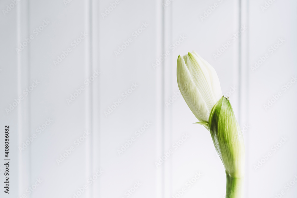 Fleur blanche d'amaryllis en bourgeon sur un fond en bois blanc - Arrière  plan floral - Plante d'intérieur Stock Photo | Adobe Stock