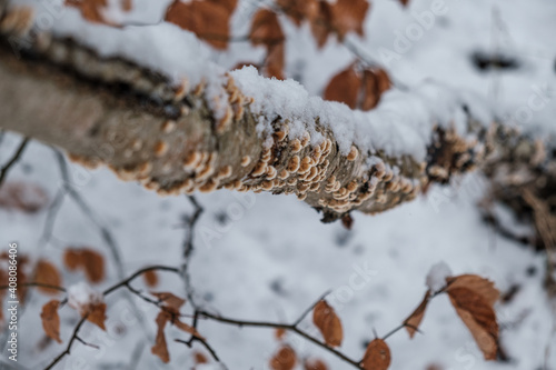 Pień drzewa porośnięty grzybami w zimowym lesie