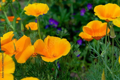 bright orange meadow flowers on a green background