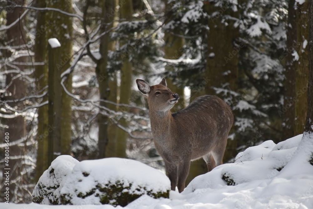 Rotwild im Winter Rotwild im Winter