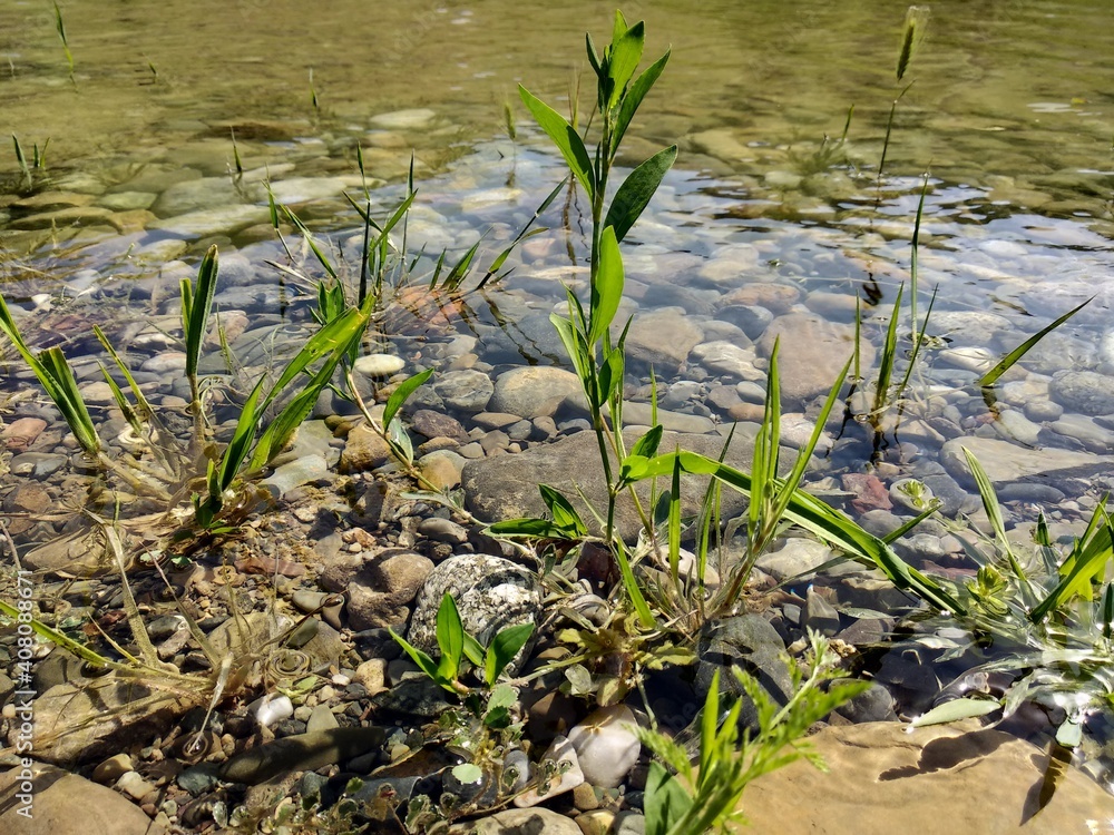 grass in the pond grass in the pond