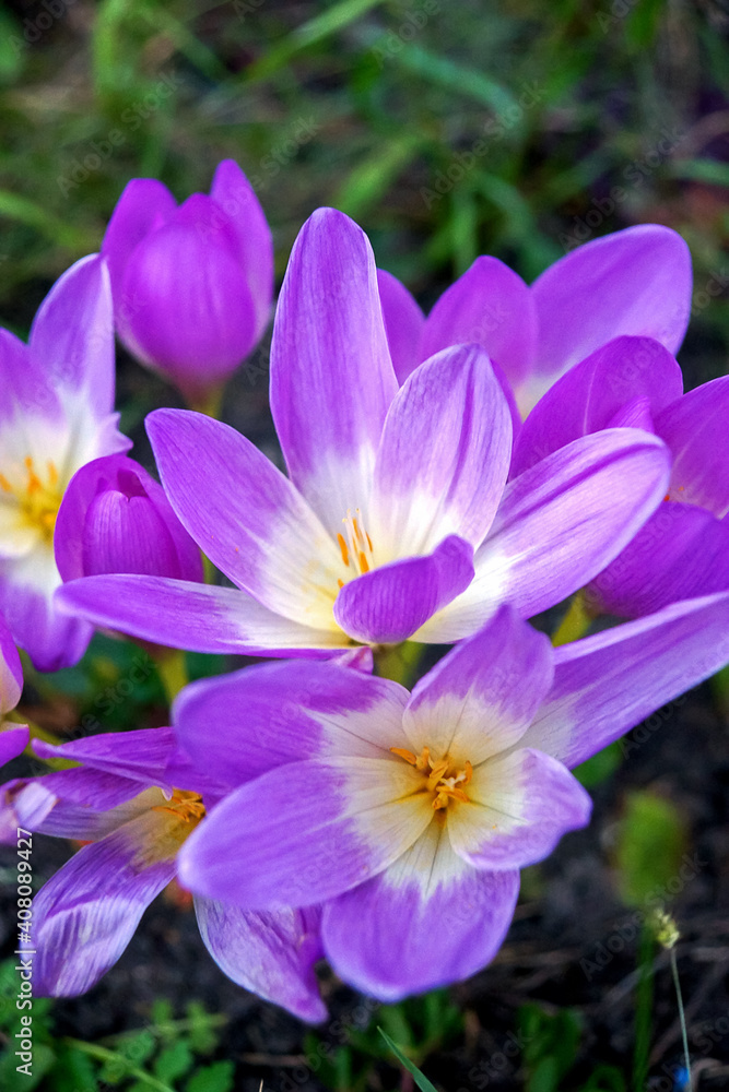 open buds of purple crocuses close-up open buds of purple crocuses close-up