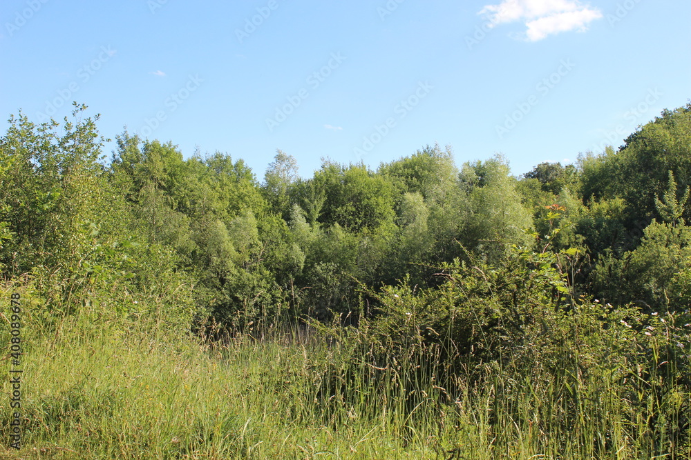 Büscher mit Himmel