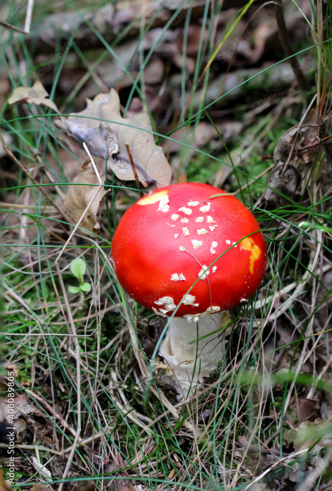 Ein Portrait eines giftigen Fliegenpilz im Wald. Ein Portrait eines giftigen Fliegenpilz im Wald.
