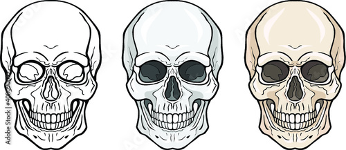 Lineal drawing: human skull three variants - contour, monochrome, colour, frontal view. Vector illustration isolated on white background.  Print, poster, T-shirt, card. 
