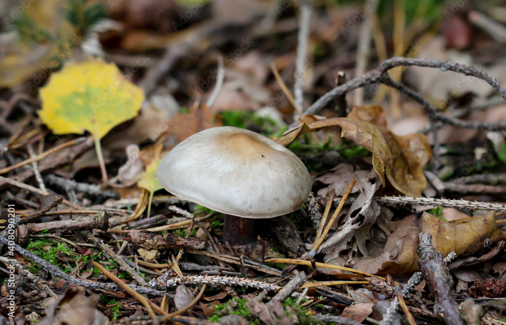 Eine Nahaufnahme eines Pilz im Herbstwald. Eine Nahaufnahme eines Pilz im Herbstwald.
