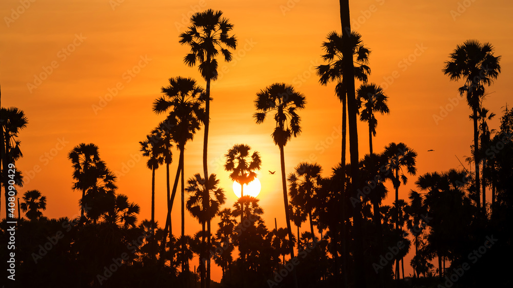 Silhouette sugar palm trees and birds at sunset Silhouette sugar palm trees and birds at sunset
