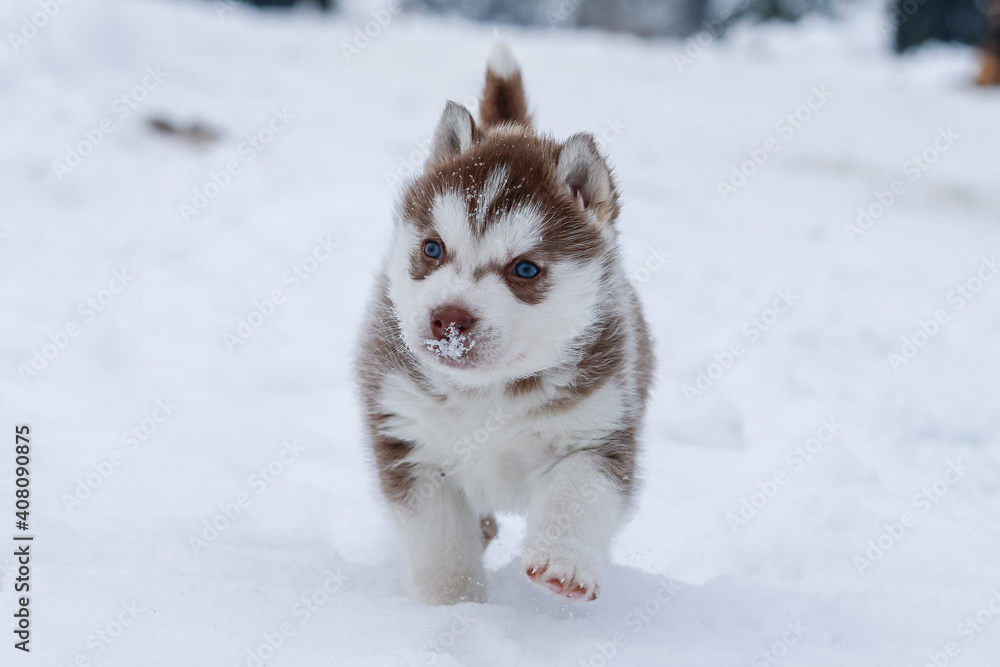 Cute husky puppies, felt boots in the snow and husky puppy, winter card with puppies Cute husky puppies, felt boots in the snow and husky puppy, winter card with puppies