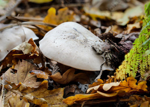 Eine Nahaufnahme eines Pilz im Herbstwald.