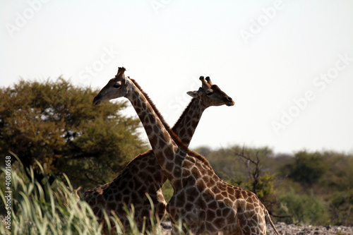 Photography Low angle shot of giraffes in a jungle captured during the dayt