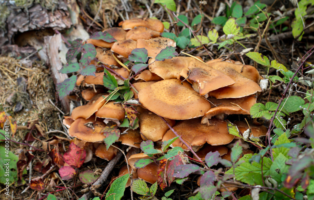 Eine Nahaufnahme eines Pilz im Herbstwald. Eine Nahaufnahme eines Pilz im Herbstwald.
