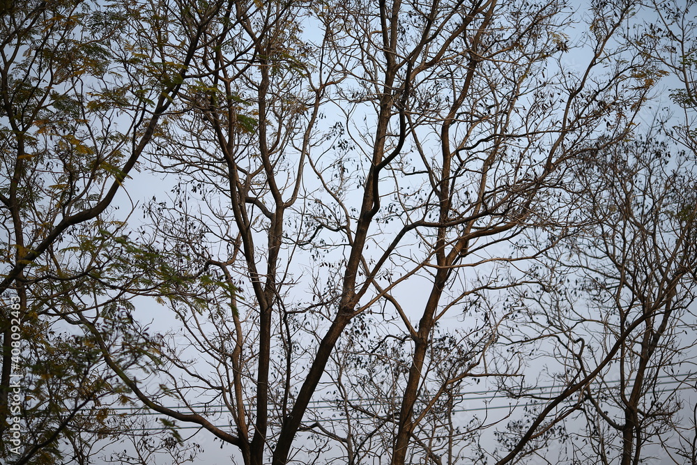 branches of a tree branches of a tree