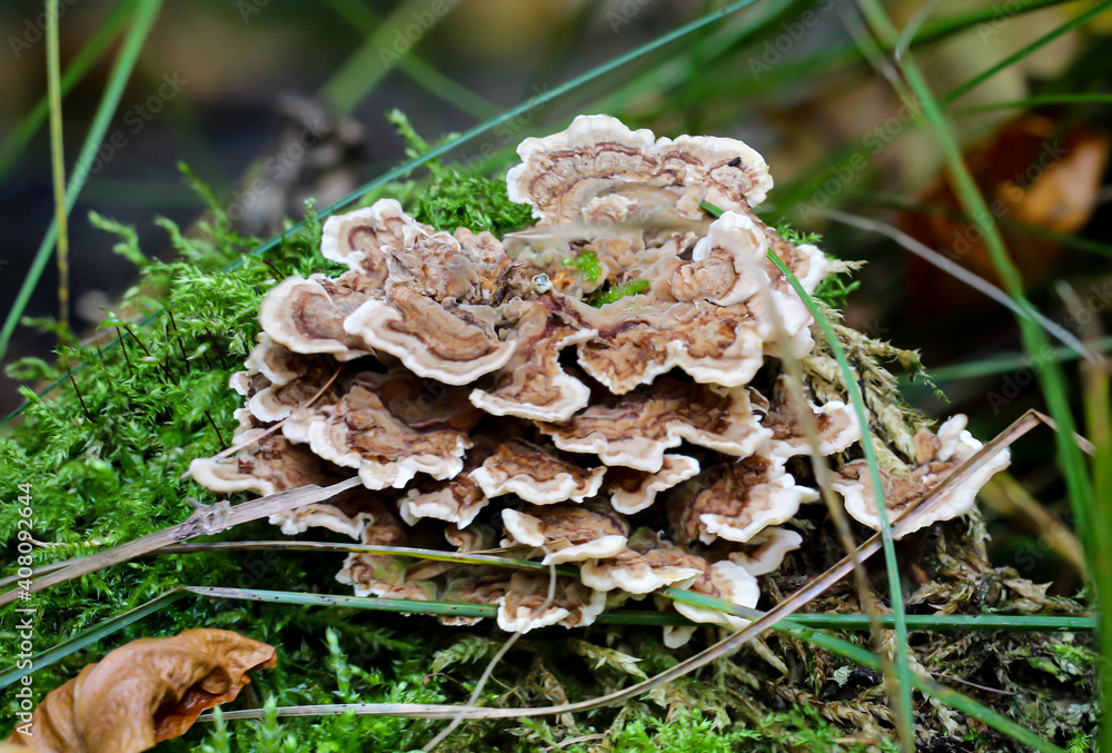 Eine Nahaufnahme eines Pilz im Herbstwald. Eine Nahaufnahme eines Pilz im Herbstwald.