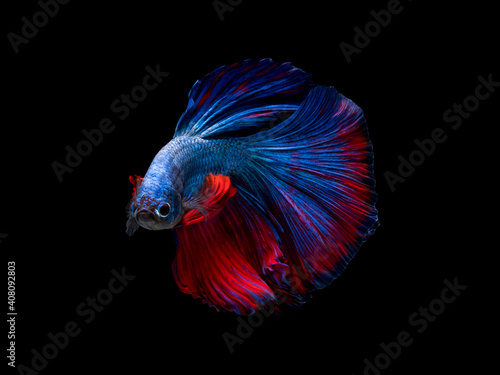 Action and movement art of beautiful Thai fighting fish on a black background
