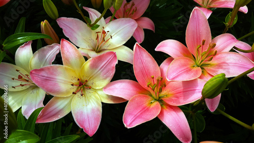 An armful of pastel-pink lilies. Garden lilies. 