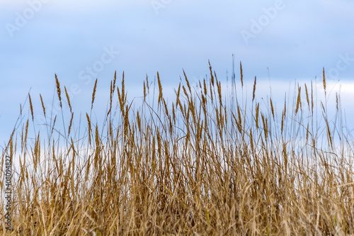ears of brown dry grass on a background