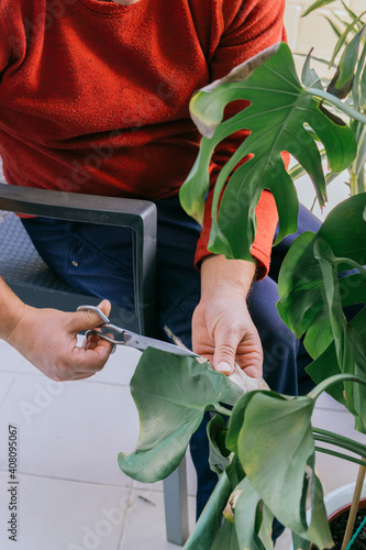 Detail of man's hands doing gardening activity. He is manually pruning a green plant with scissors.