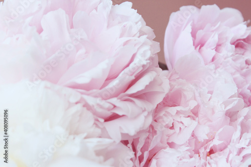 beautiful pastel pink and white peony flowers