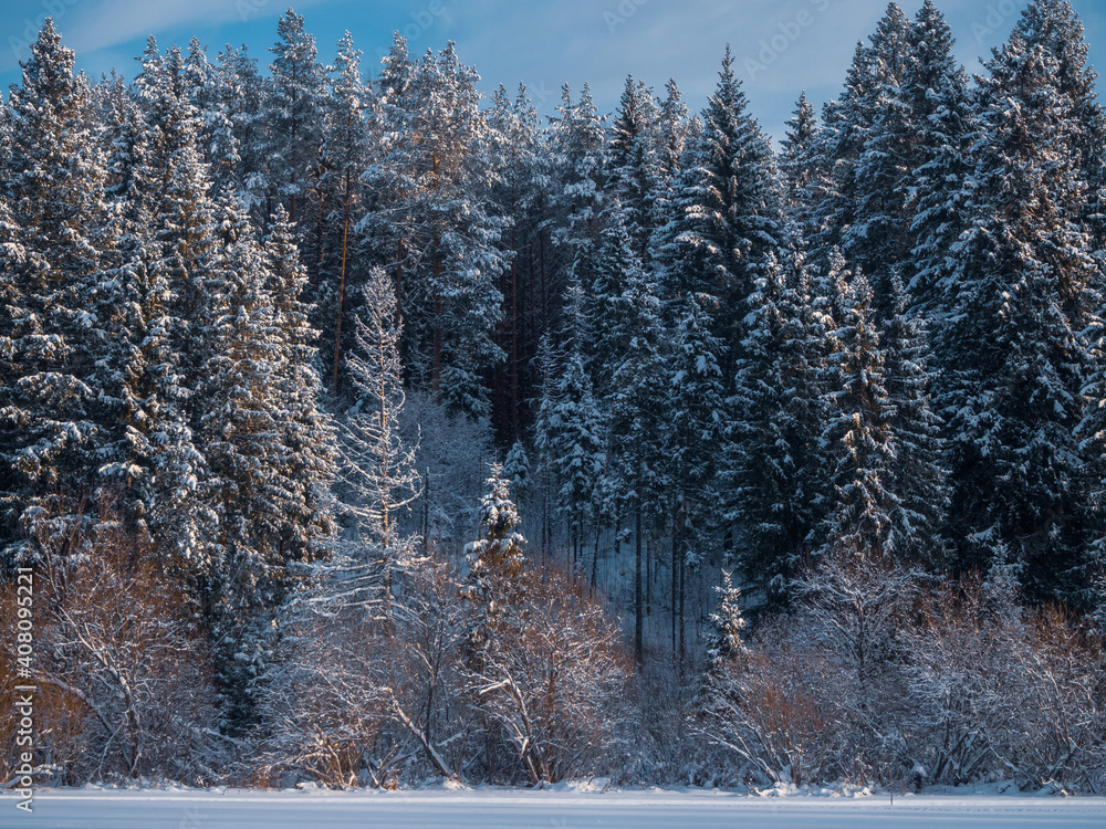 Fototapeta premium Snow-covered forest on a frosty winter evening. Beautiful landscape with conifer forest on snowy winter day. Frozen nature in fantastic white forest, Mari El Republic Russia
