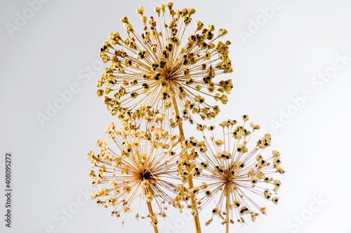 dry brown wild onion flower on background