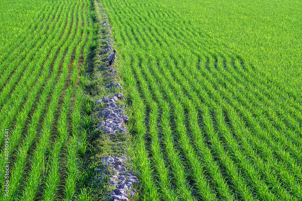 Rice plants grown in beautiful rows in the fields Rice plants grown in beautiful rows in the fields